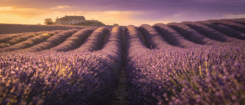 Rijen lavendel die naar een boerderij lopen onder een violette schemerlucht