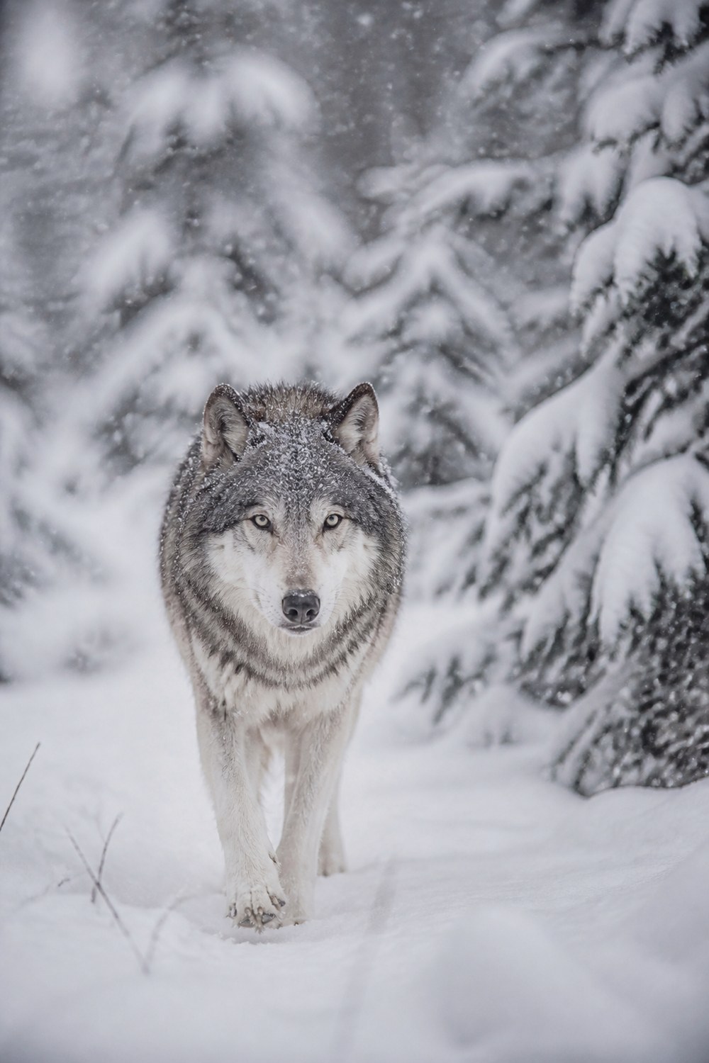 Een grijze wolf die door een met sneeuw beladen dennenbos loopt
